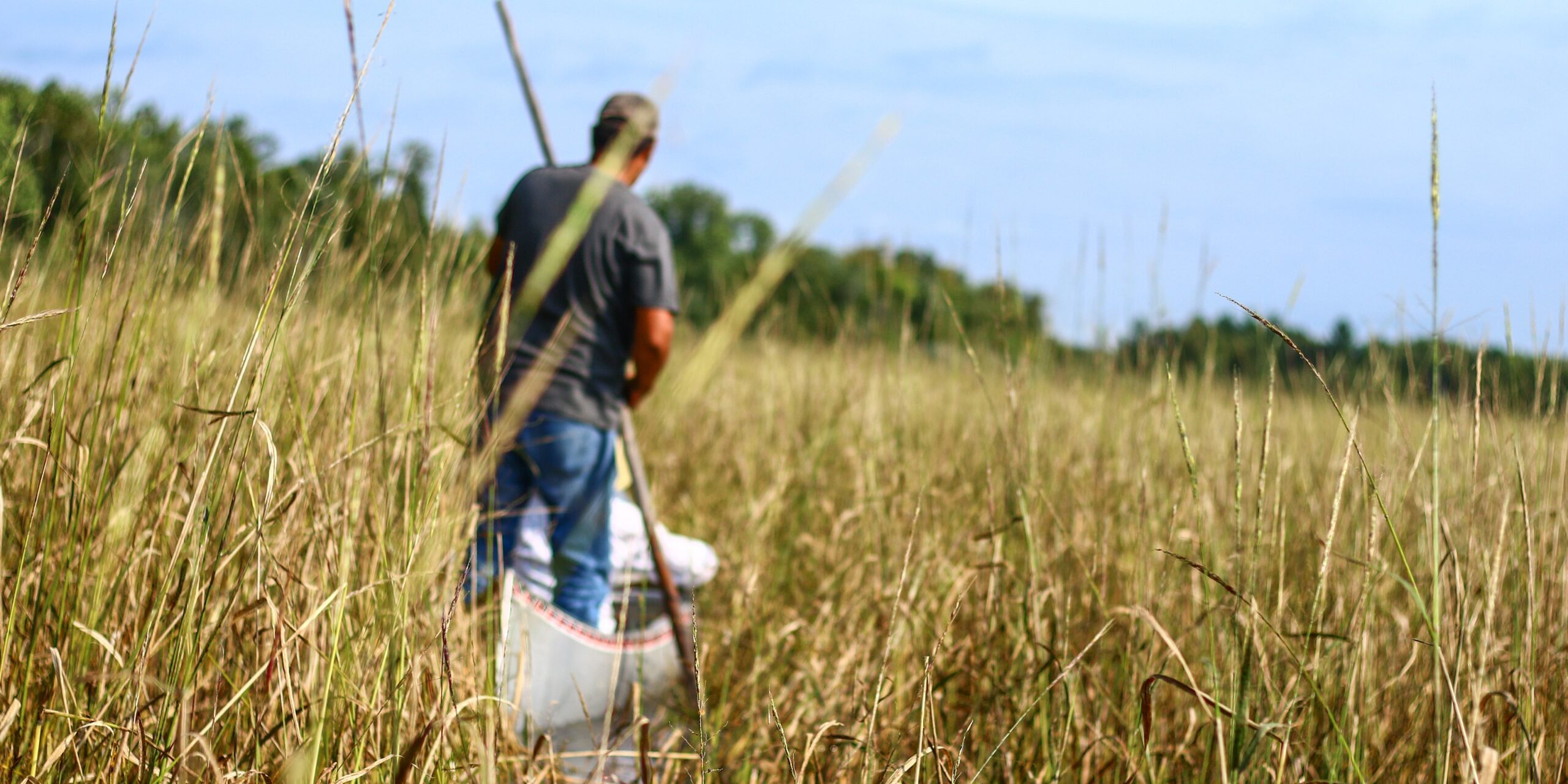 A man canoes through a native rice paddy.